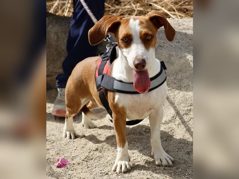 Lola - lässt sich gerne anfassen, freundlich und aufmerksam