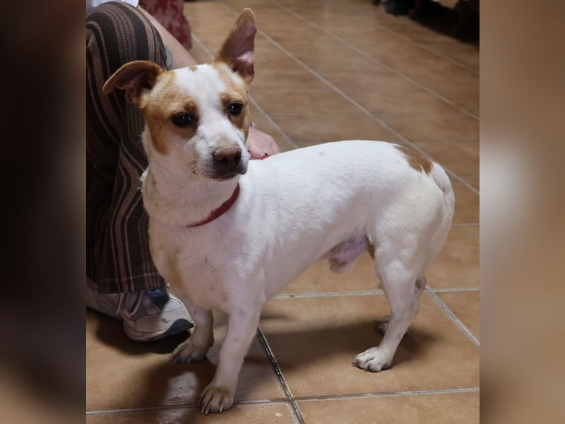 Kevin - verschmust, freundlich und aufgeweckt