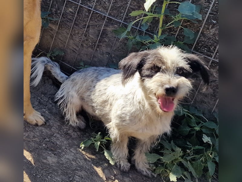 Whitney - neugierig und verschmust