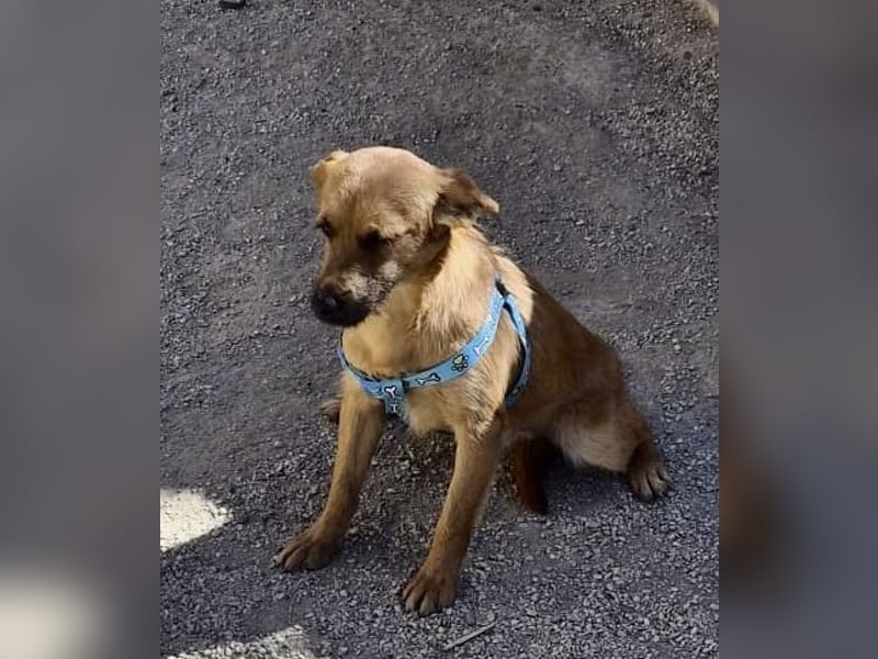 Diesel - lernwillig, freundlich und zutraulich