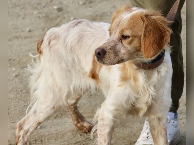Borja, menschenbezogen, verschmust und klug