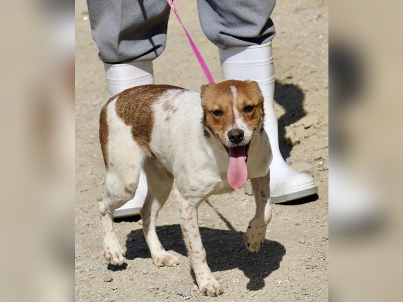 Esteban, gut sozialisiert, aufgeschlossen, neugierig