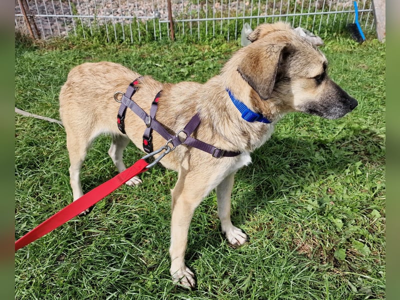 Caya - neugierig und verträglich - BEREITS IN DEUTSCHLAND