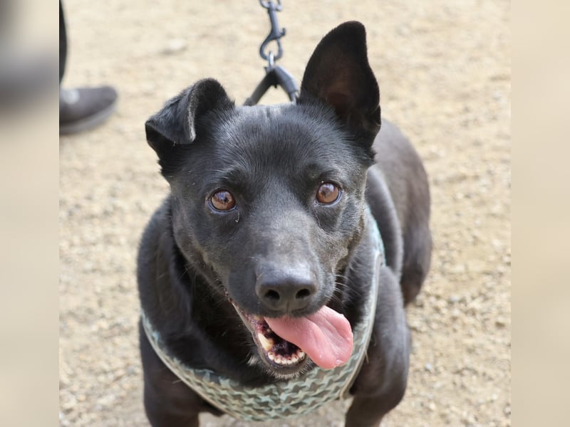 Zeus - lässt sich gerne streicheln,  neugierig und freundlich
