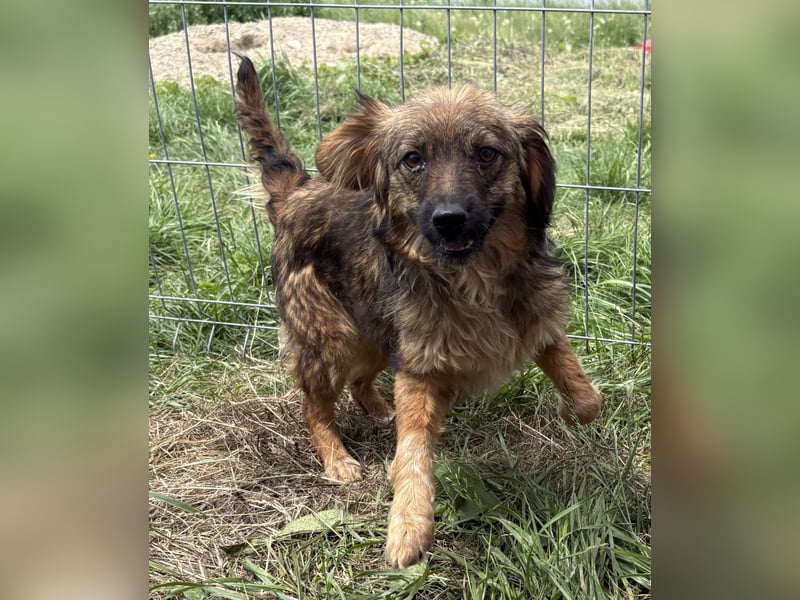 Enya - neugierig und aufmerksam