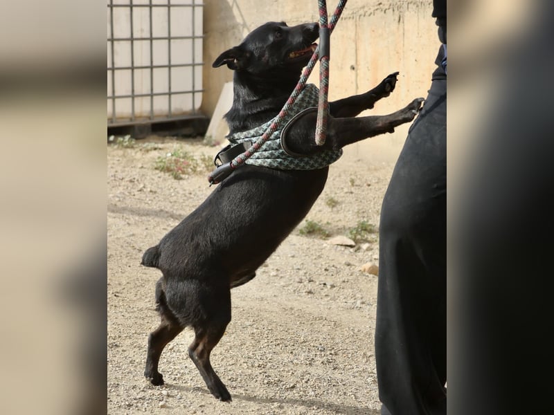 Zeus - lässt sich gerne streicheln,  neugierig und freundlich