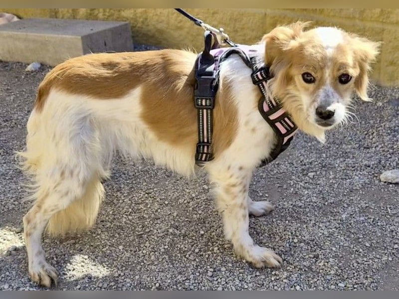 Alma - verschmust, neugierig und aufmerksam