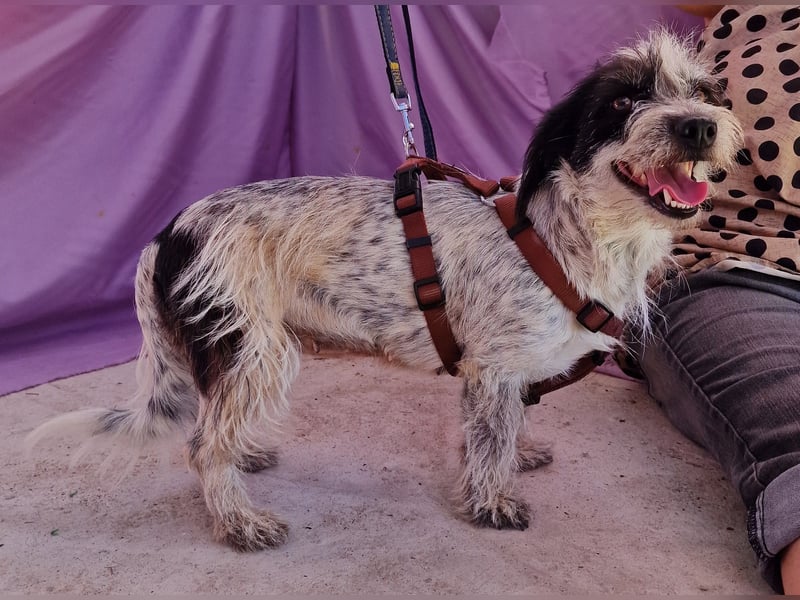 Whitney - neugierig und verschmust