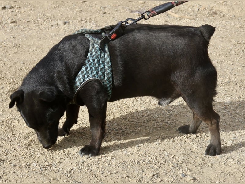 Zeus - lässt sich gerne streicheln,  neugierig und freundlich
