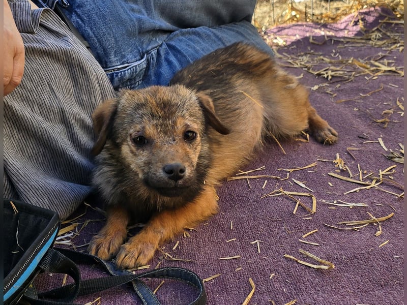 Anne - freundlich und verspielt
