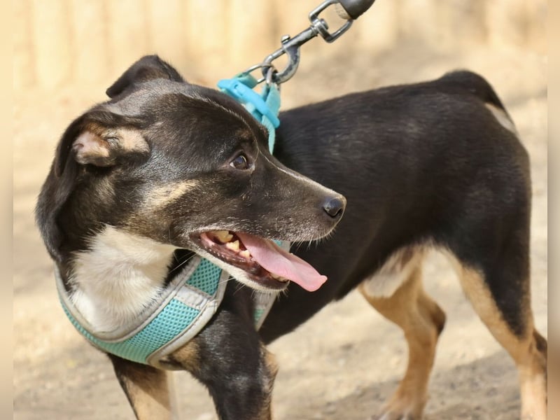 Toby - lässt sich gerne anfassen, zutraulich und aufmerksam