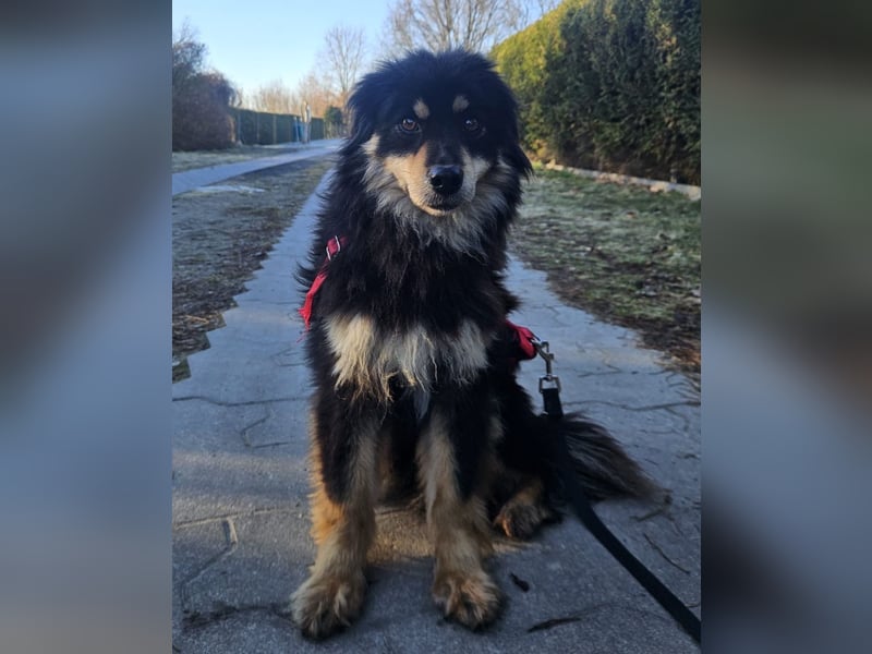 Lio - verschmust und neugierig - BEREITS IN DEUTSCHLAND