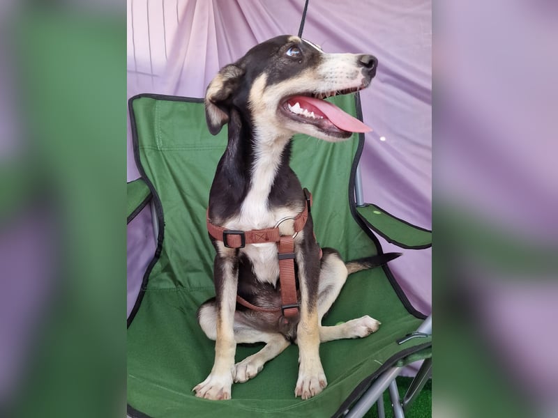 Paule - aufgeweckt und neugierig