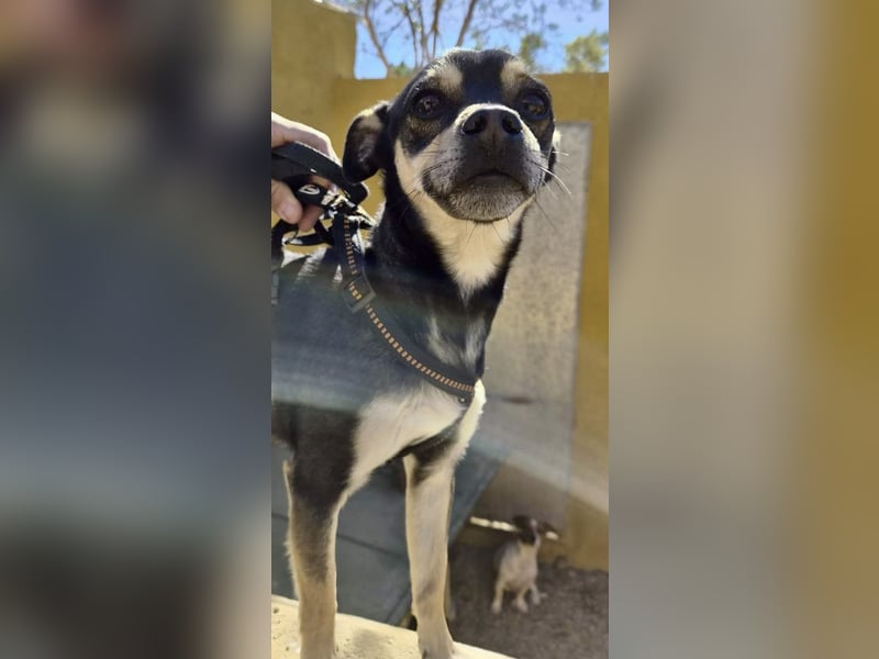 Donald - verschmust, offen und lernwillig