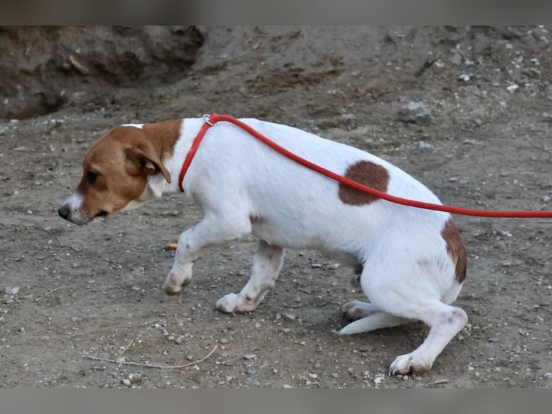Atlas - neugierig, aufmerksam und verschmust