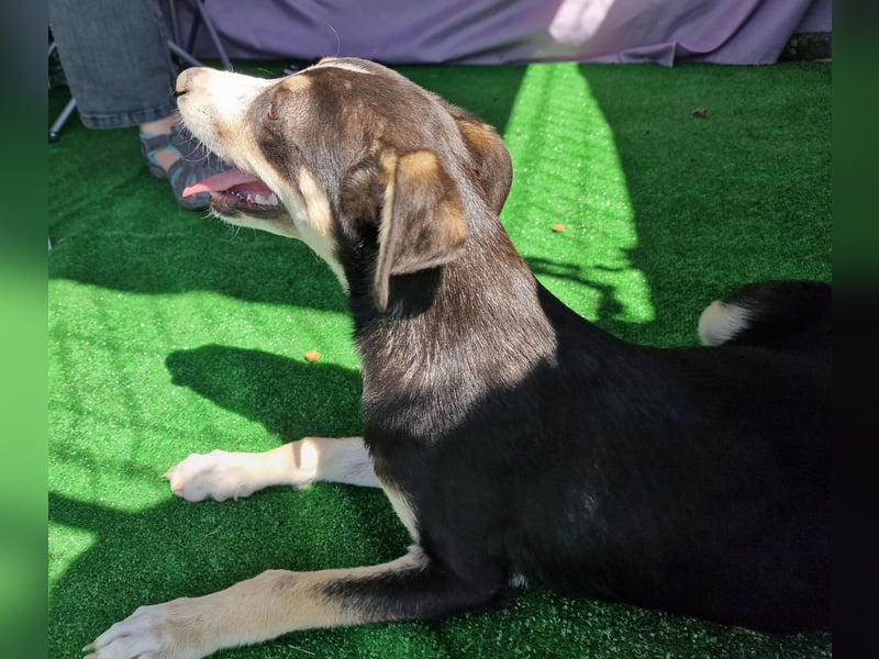 Paule - aufgeweckt und neugierig