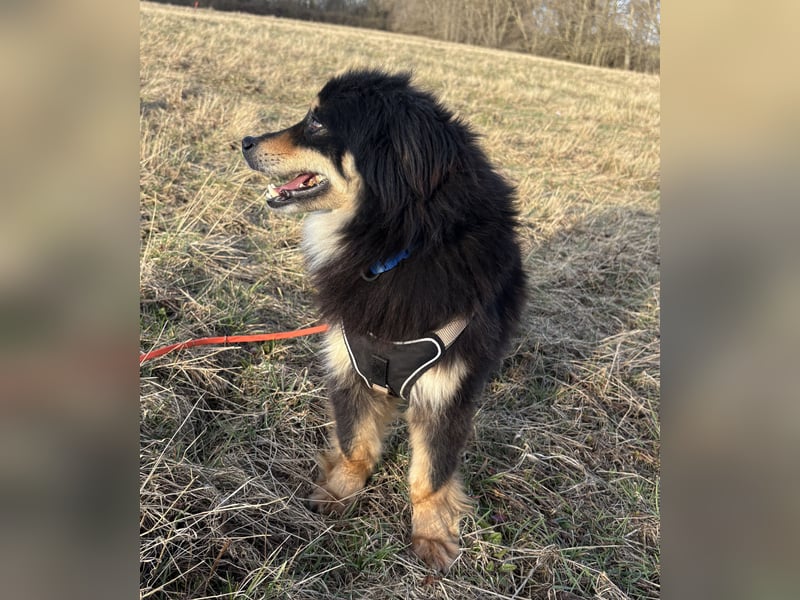 Lio - neugierg und leinenführig - BEREITS IN DEUTSCHLAND