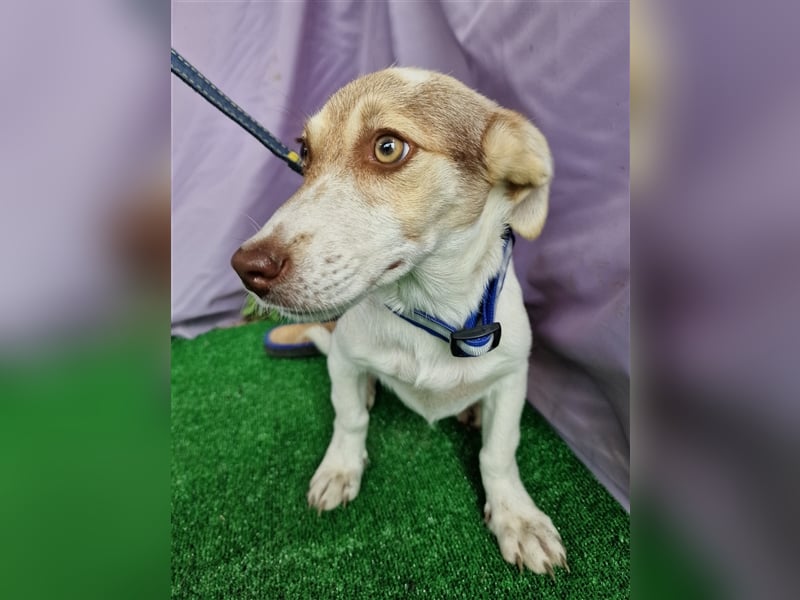 Katy - vorsichtig und verschmust