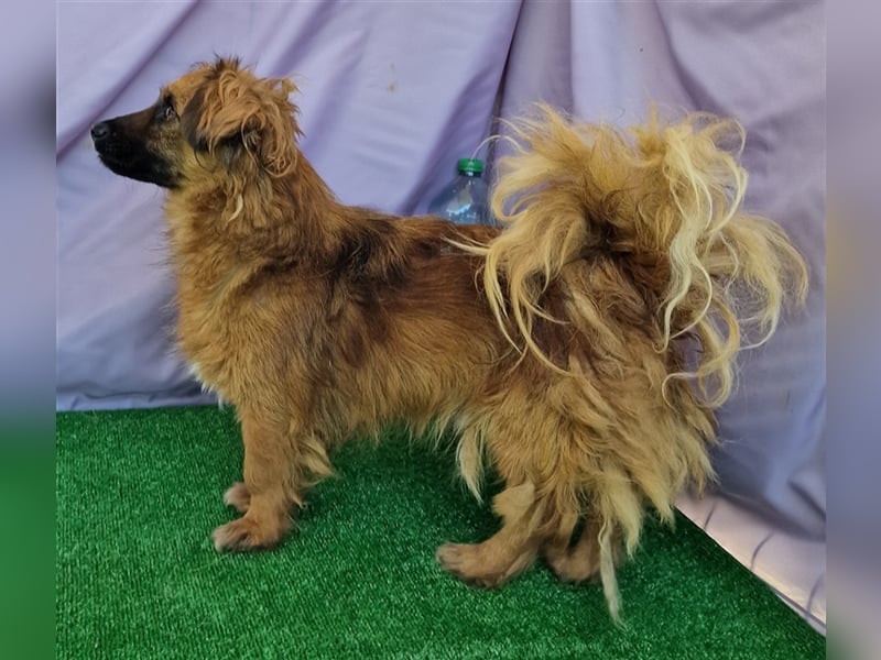 Nemo - schlau und aufmerksam