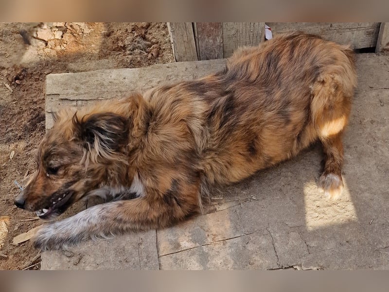 Peanut - aufgeschlossen und freundlich