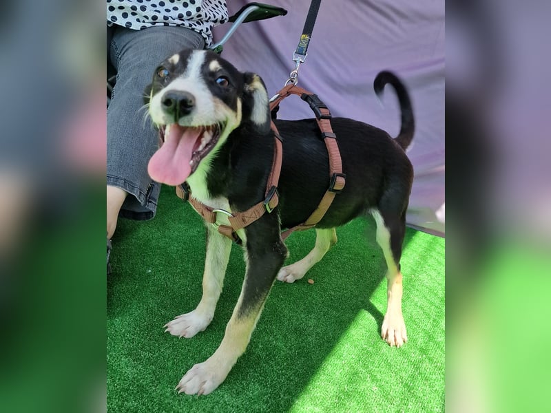 Paule - aufgeweckt und neugierig