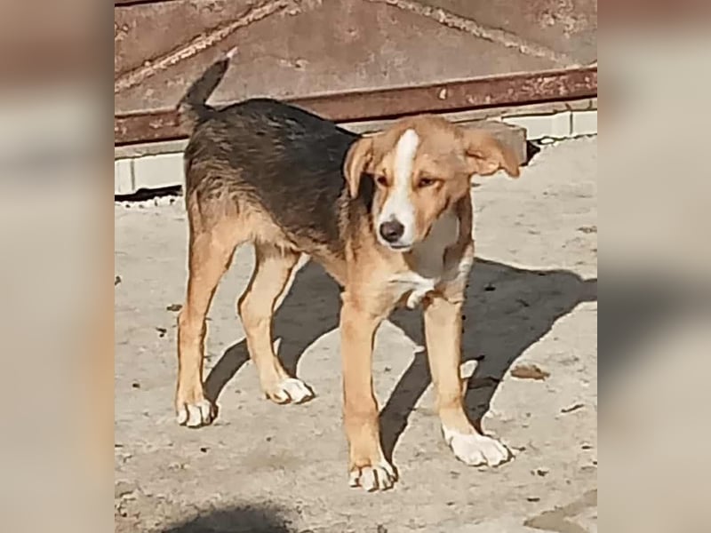 Mischa - verschmust und freundlich