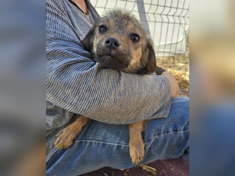 Anne - freundlich und verspielt
