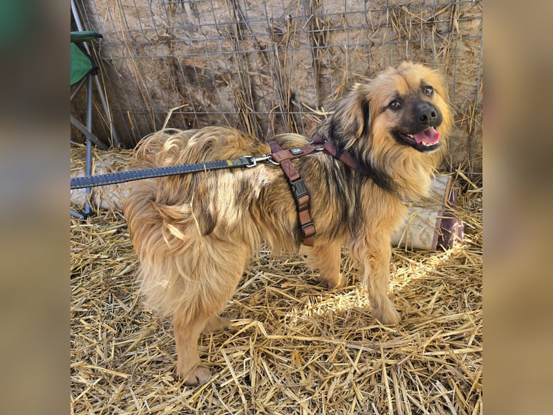 Carlo - verschmust und freundlich