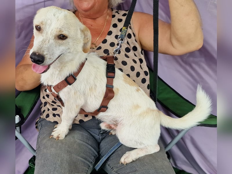 Buddy - zutraulich und aufgeschlossen