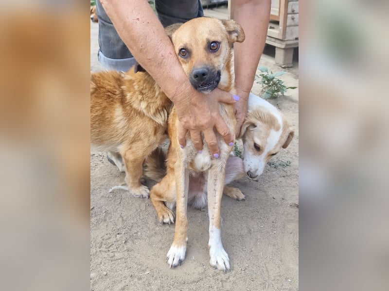 Magnus - aufgeschlossen und freundlich