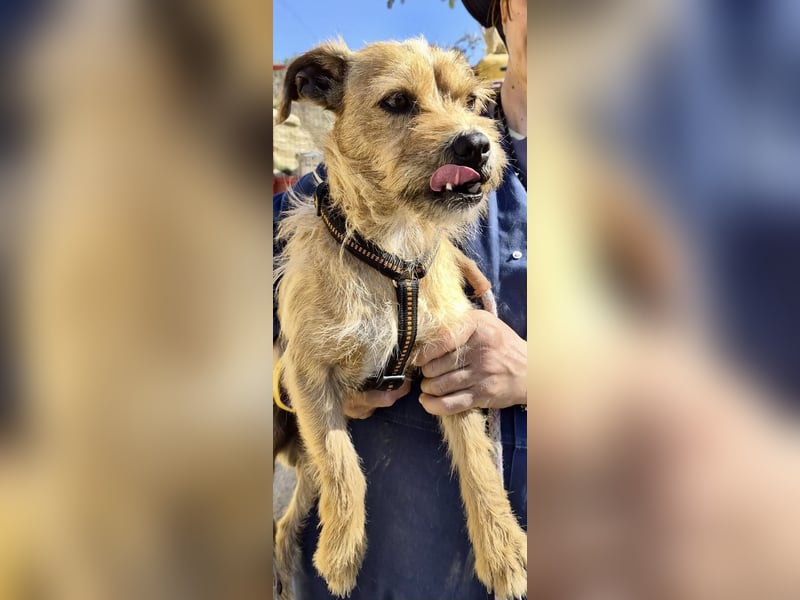 Alfie - verschmust, zutraulich und aufmerksam