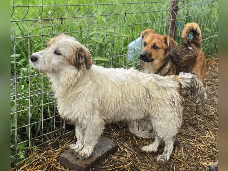 Archie - freundlich und lernwillig