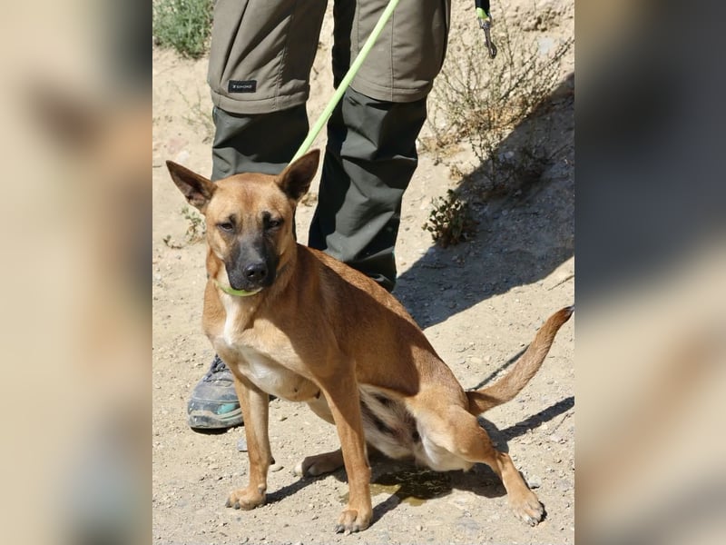 Sara - aufmerksam, verschmust und neugierig