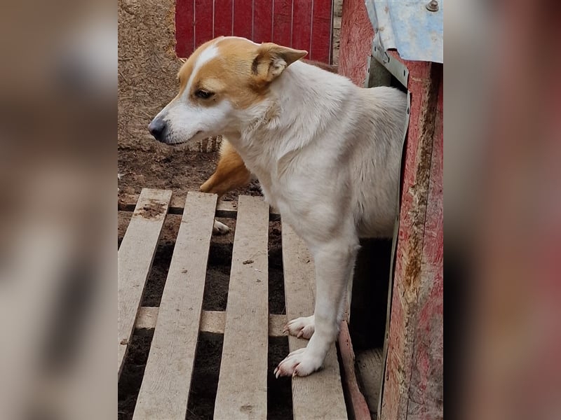 Lulu - freundlich und schüchtern