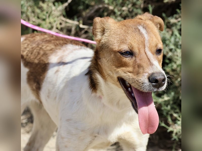 Esteban, gut sozialisiert, aufgeschlossen, neugierig