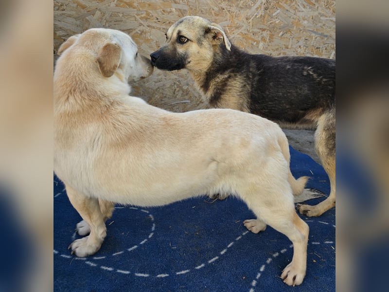 Robin - freundlich und lernwillig