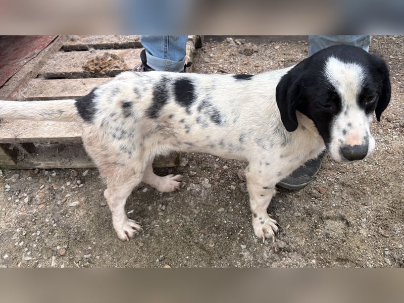 Spot - zutraulich und entspannt