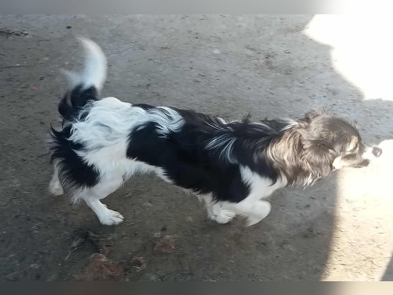 Babsi - freundlich und lernwillig