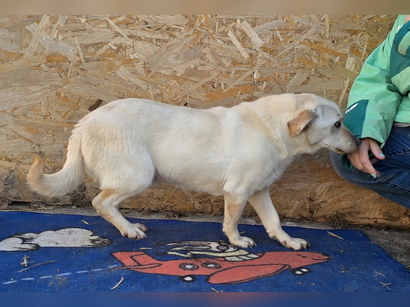 Robin - freundlich und lernwillig