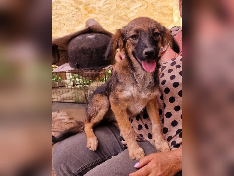 Enya - neugierig und aufmerksam