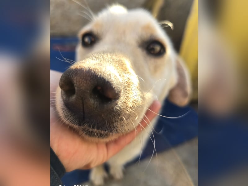 Robin - freundlich und lernwillig