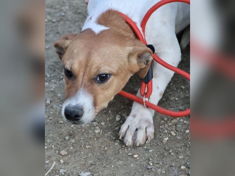 Atlas - neugierig, aufmerksam und verschmust