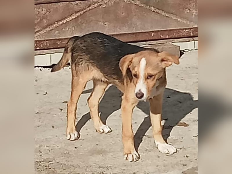 Mischa - verschmust und freundlich