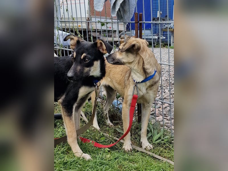 Caya - neugierig und verträglich - BEREITS IN DEUTSCHLAND