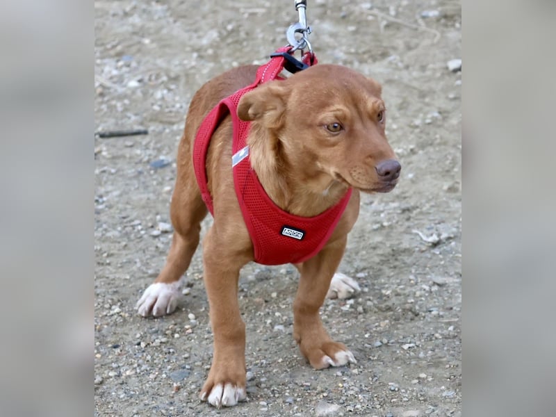 Buddy - lernwillig, freundlich und zutraulich