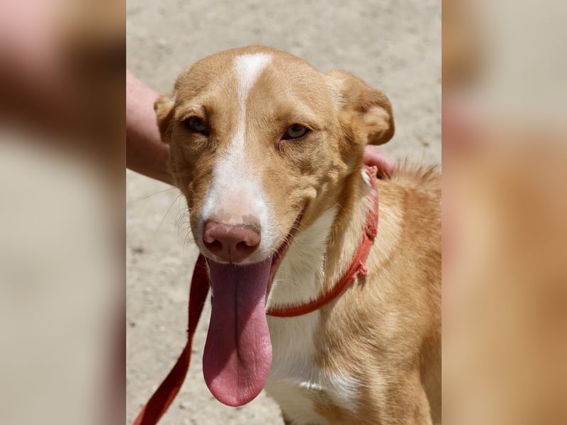 Goofy- Streichelfreund, offen und freundlich