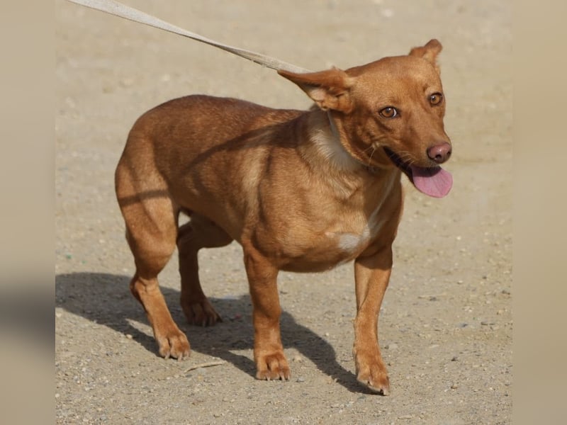 Minnie, anhänglich, lernwillig, freundlich