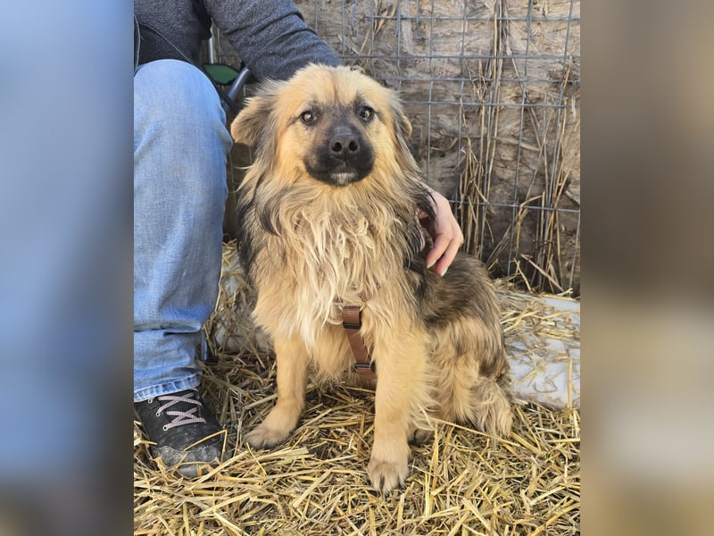 Carlo - verschmust und freundlich