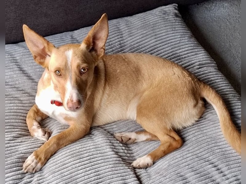 Goofy- Streichelfreund, offen und freundlich BEREITS IN DEUTSCHLAND