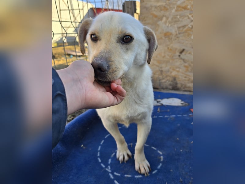 Robin - freundlich und lernwillig